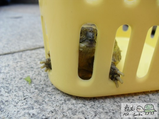 幾八卦, 尼隻龜唔係大字形就係咁既樣XD 好鬼Q