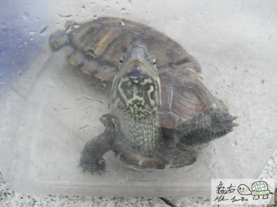 傳說中既青蛙草龜XD