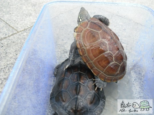 還是女的比較強勢XD