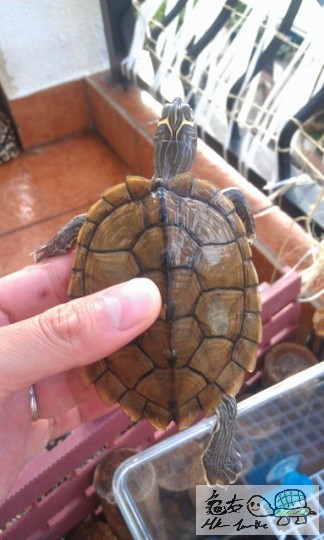 IMAG0728 (383x640).jpg