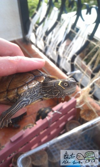 IMAG0730 (383x640).jpg