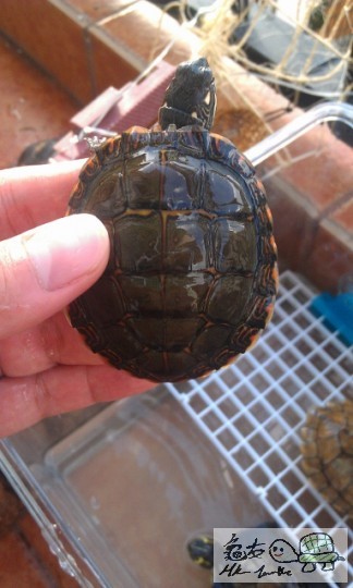 IMAG0731 (383x640).jpg