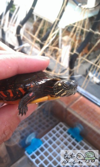 IMAG0733 (383x640).jpg