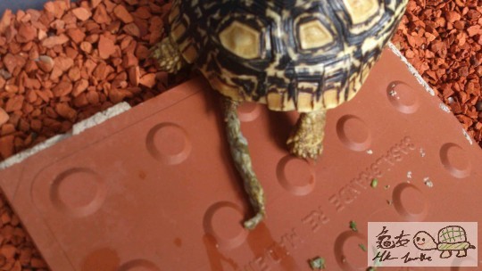 長 隔離有D白色野