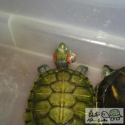 隻龜生「暗瘡」…