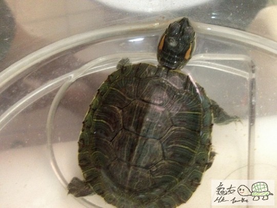 頭頂係唔係腐皮?