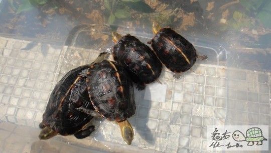 平台花園曬太陽