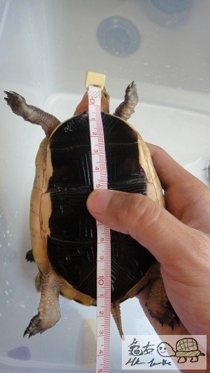 安緣女(極紅體)