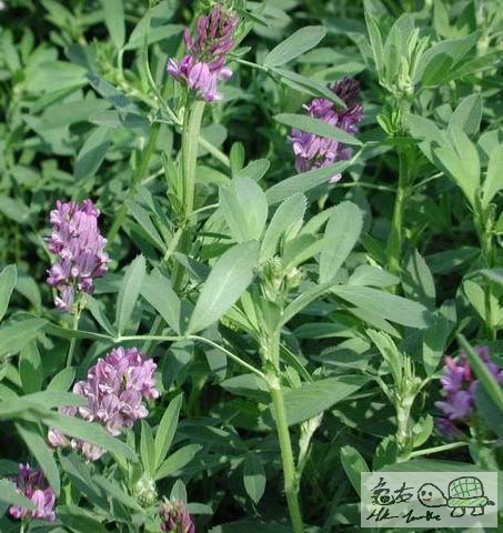 紫花苜蓿草