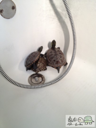 2012-09-16 15.27.42 (480x640).jpg