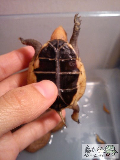 IMG_20121126_210815.jpg