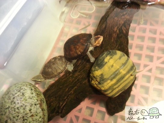 大峰兄買給我的紅面旦