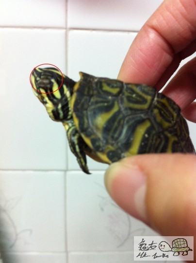 janet\'s turtle 007.jpg