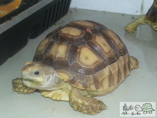 大家好我叫菠籮包