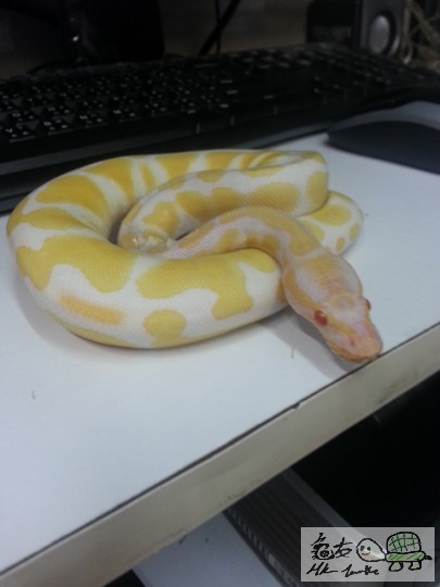 Albino ball3227_2013031712353700_20130317_123537.jpg