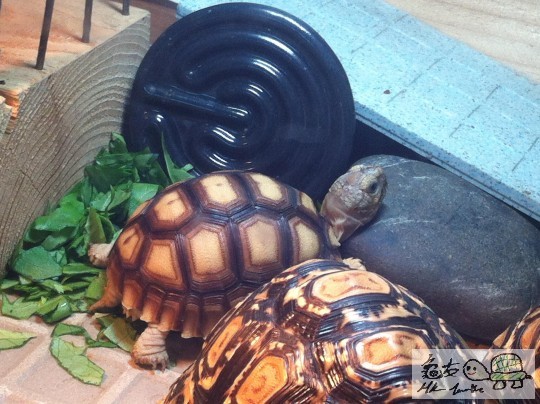 刀疤仔:呢個石春枕可以愛黎托住個龜頭黎曬燈,幾好用!唔錯:D