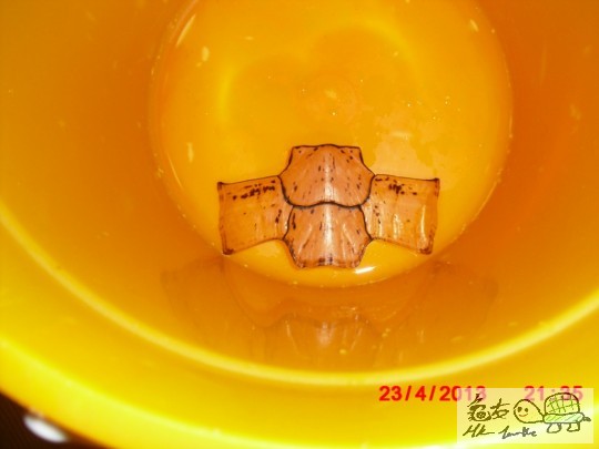 十字脫甲(甲外側)