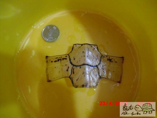 十字脫甲(甲外側)