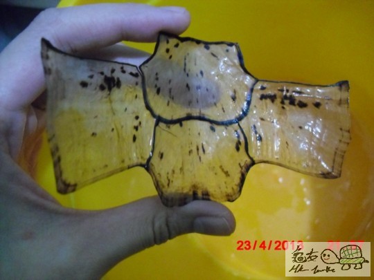 十字脫甲(甲內側)