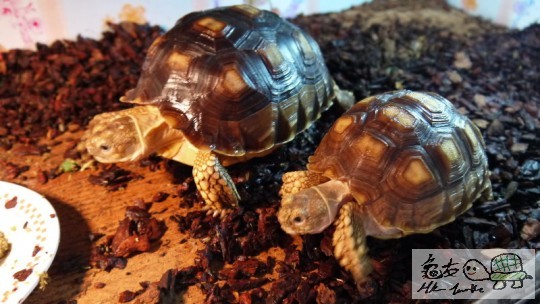 龜公, 你拎住咩影我丫?