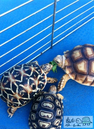 哇，終於肯搶野食啦