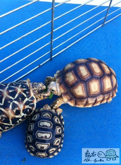 搶arrr！！鬥快邊個搶到