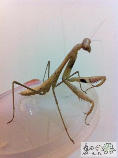 a  棕污班螳螂公 