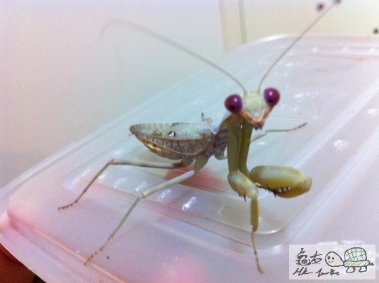 b  枯葉大刀螳公