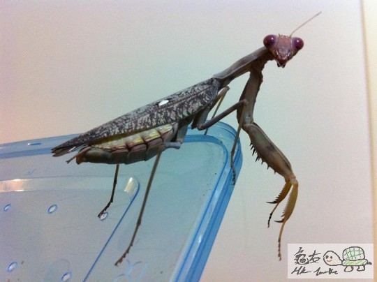 c  枯葉大刀螳母