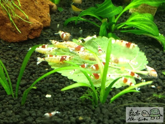 Red Crystal shrimp.jpg