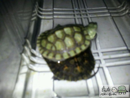 巴西，最喜歡疊在其他龜上，現在連睡覺都這樣