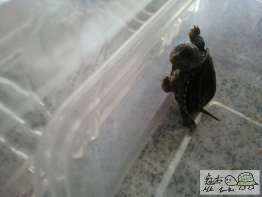 最後因為拍照弄醒了你