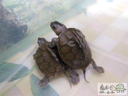 DSCN0575 (Small).JPG