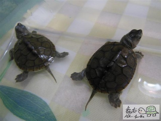 DSCN0573 (Small).JPG