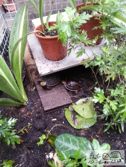 拿, 呢鼠係我家