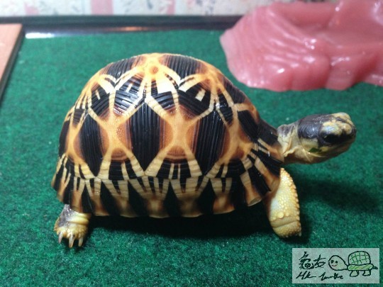 留塊葉今晚宵夜XD