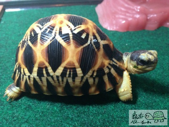 又影....未見過靚仔呀？