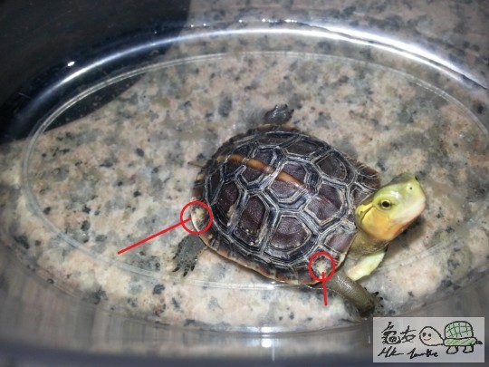 背甲