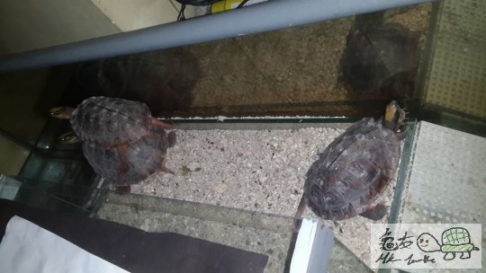 兩女一男,細龜無眼睇