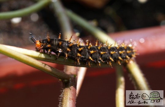 黑毛蟲1.jpg