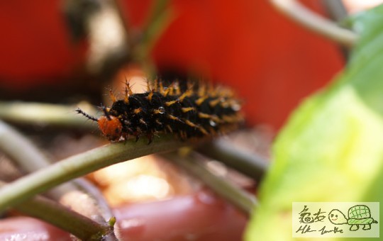 黑毛蟲4.jpg