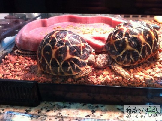 我都有打佢個頭, 同拎開左佢, 之後佢又行番過去大龜度再咬佢個殼.....有罪證! ... ...