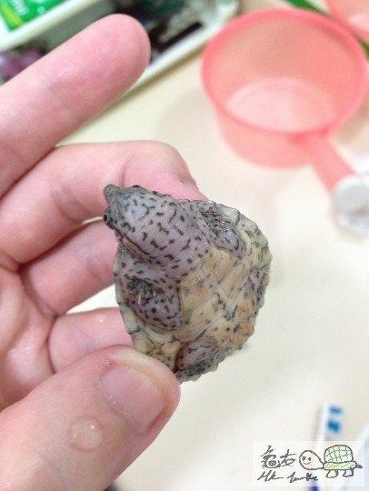 惡到死 又比佢咬左野