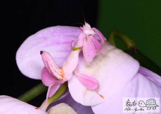 Alive Orchid Mantis.jpg