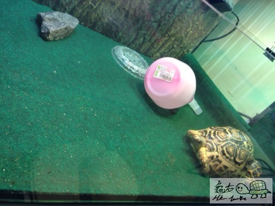 搗蛋後一起縮在一角…