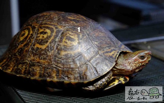 Screen Shot 2014-06-07 at 上午01.04.28 copy.jpg