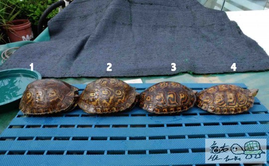 Screen Shot 2014-06-07 at 上午01.03.51 copy.jpg