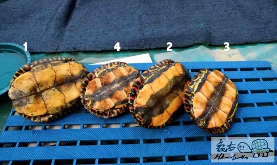 Screen Shot 2014-06-07 at 上午01.04.05 copy.jpg