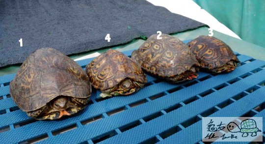 Screen Shot 2014-06-07 at 上午01.04.11 copy.jpg