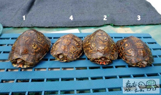 Screen Shot 2014-06-07 at 上午01.04.39 copy.jpg